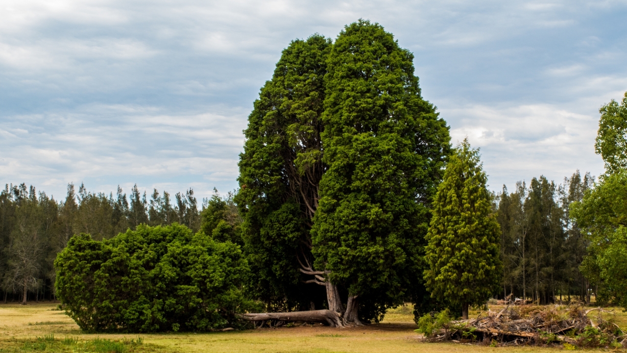 Open grassy field with tall green trees under a cloudy sky in Morisset