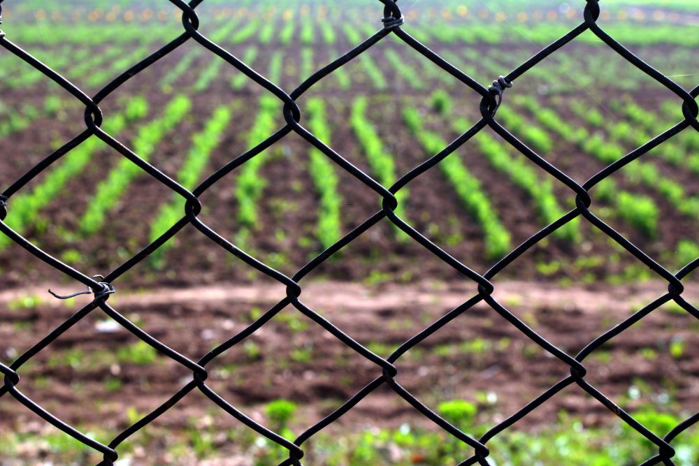 Crop rows protected by mesh fence installed by Chainwire Fencing Specialist in farmland area