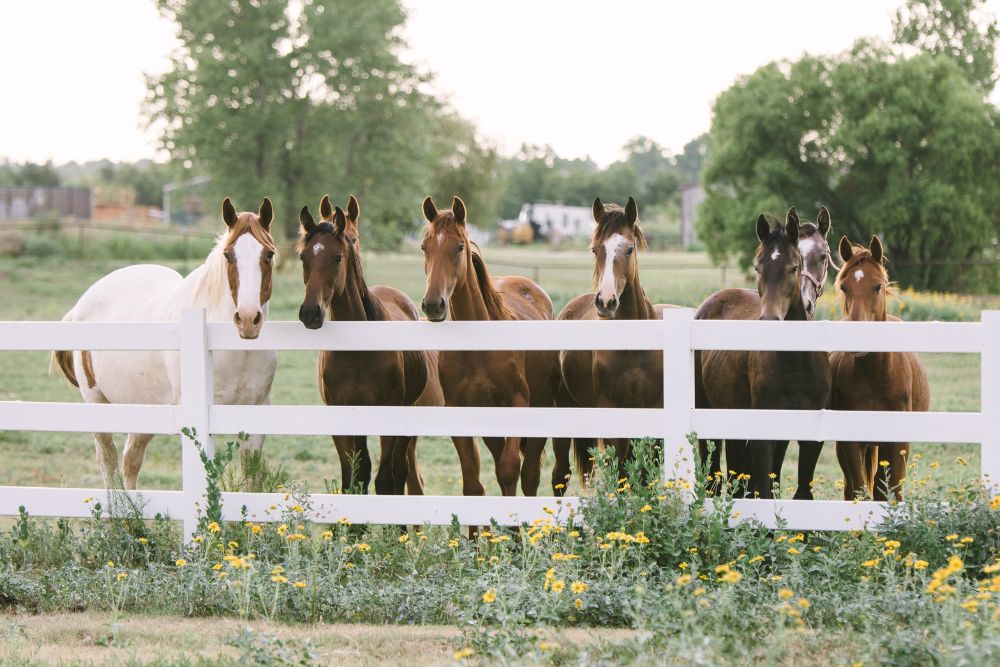 Seven horses standing behind white livestock control fence by Chainwire Fencing Specialist