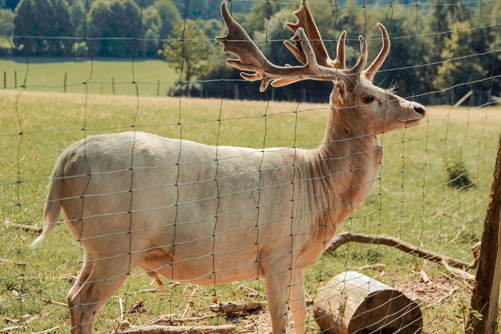 Deer standing behind wildlife exclusion fence installed by Chainwire Fencing Specialist