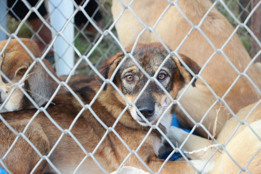 Dogs resting behind woven wire fencing installed by Chainwire Fencing Specialist